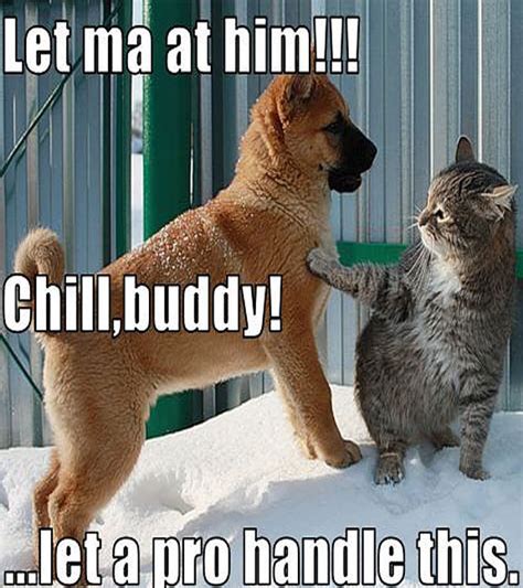 Top 30 Funny Dog And Cat Pictures With Captions