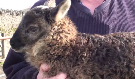 Irelands New Goat Sheep Hybrid Is As Adorable As Youd Expect Video The World From Prx