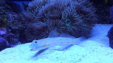 Sand Sifting Goby And Duncan Coral Youtube