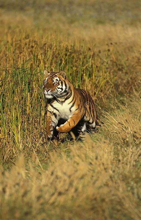 Bengal Tiger Panthera Tigris Tigris Adult Running Through Long Grass