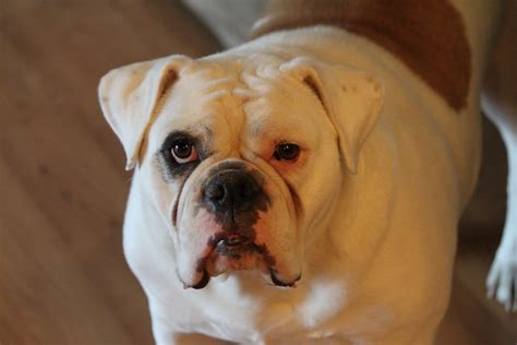 45+ How To Care For A English Bulldog Image - Bleumoonproductions
