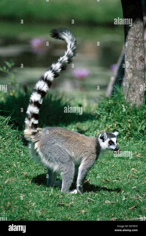 Ring Tail Lemu Ring Tailed Lemur Ring Tail Lemur Or Ring Tailed Lemur