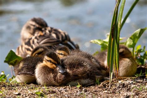 Baby Ducks Stock Image Image Of Factor England Mother 180283137