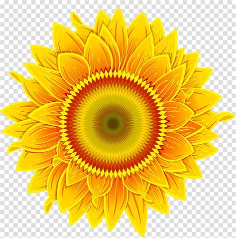 Common Sunflower Golden Sunflowers Transparent Background Png Clipart