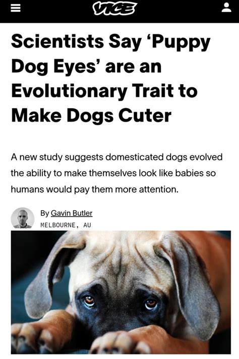 I Was Today Years Old When I Learned Dogs May Have Evolved The Cute
