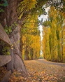 🇦🇺 Driveway to Salmon Ponds in autumn (Tasmania, Australia) by Rhys ...