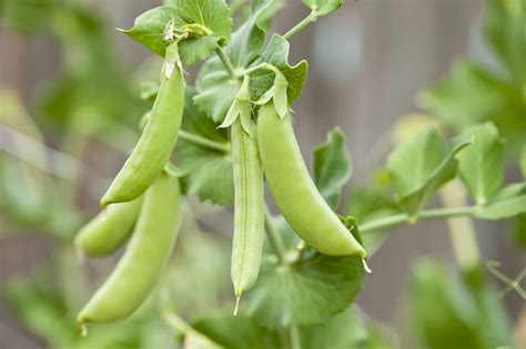 How Long Does It Take For Pea Plants To Go From Flower To Mature Pod