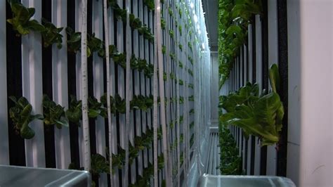 Growing A Garden Inside Of A Shipping Container Vlrengbr