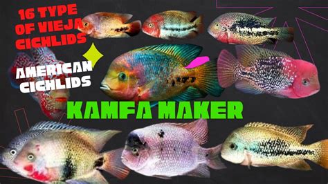 16 Types Of Vieja Cichlids Species Vieja Flowerhorn Maker Fish