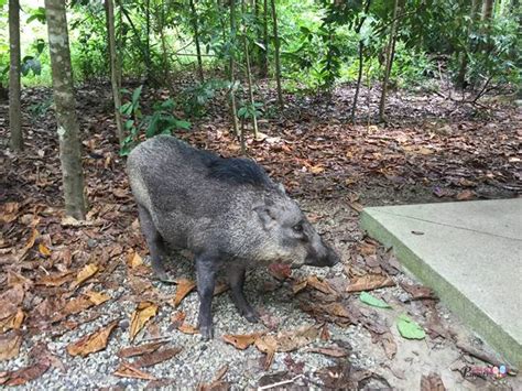 Wild boar are known to be super aggressive and 'crazy' in that, most wild animals actual ran away from humans (even tigers and lions) when being 'intruded'. Where To See Wild Boars In Singapore