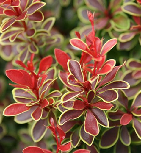 Admiration Barberry From Garden Debut