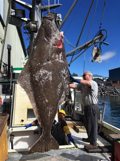 Petersburg Fishermen Make Big Catch Nearly 400 Pound Halibut Alaska