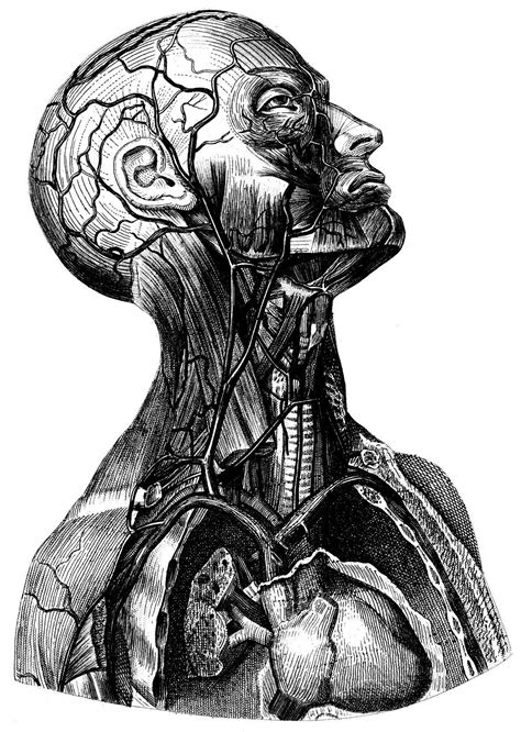 Human Vintage Anatomy Illustration Art Medical Drawings Medical