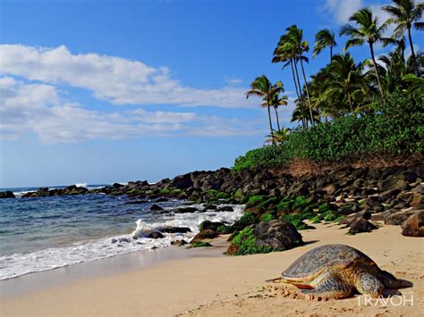Laniakea Turtle Beach Oahu Hawaii Travoh