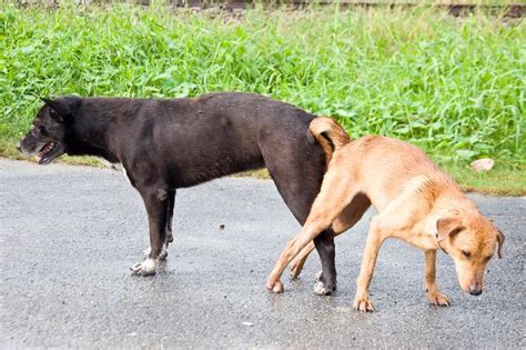 Aprende Cómo Separar A Dos Perros Pegados Sin Lastimarlos