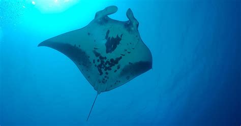 Marine Biologists Discovery Of A Rare Manta Ray Nursery Could Help