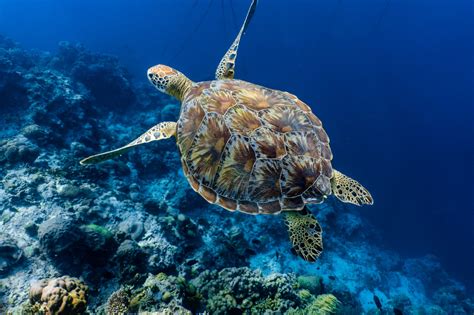 Green Sea Turtle Facts Habitat Diet Conservation And More
