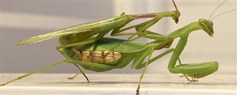 Male Mantises Evolved A Vital Trick To Avoid Being Decapitated After Sex