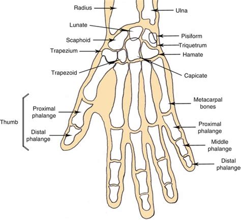 Thumb Anatomy Diagram