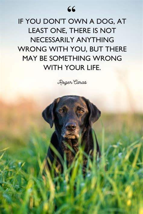 40 Dog Quotes That Will Make Your Heart Melt Dog Lover Quotes Best