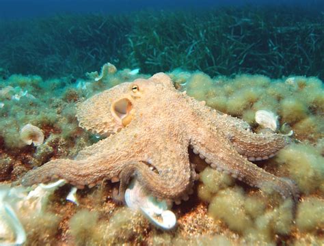 Common Octopus Octopus Vulgaris Facts And Images