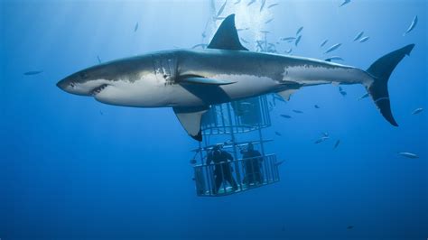 How To Watch Shark Week Online Stream On Discovery Plus From Anywhere