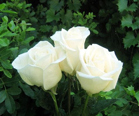 White Roses Flowers Rose Flowers Rose Garden White Flowers Hd
