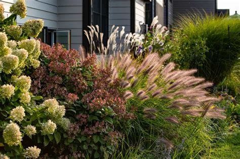 Foundation Planting 16 Best Foundation Plants And Design Ideas