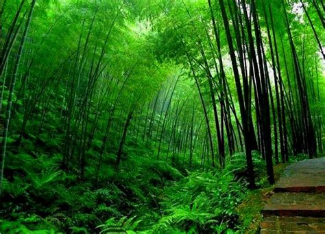 Free Download Bamboo Forest Hd Desktop Wallpaper Beautiful Desktop
