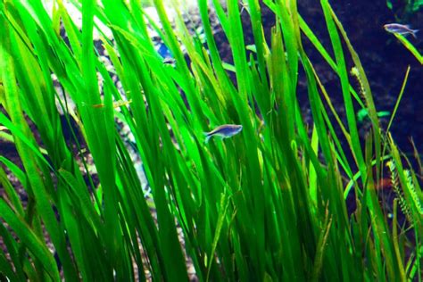 Best Aquarium Grass Top 8 Picks And Care Guides For Your Tank