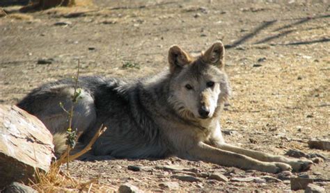 Tell Usfws Release Mexican Gray Wolf Packs