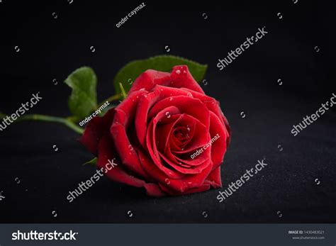210765 Red Rose Black Background Images Stock Photos And Vectors