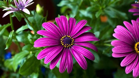When you turn the desktop into a familiar colorful flower garden. Purple Flowers Gerbera Beautiful Flowers Wallpaper Hd ...