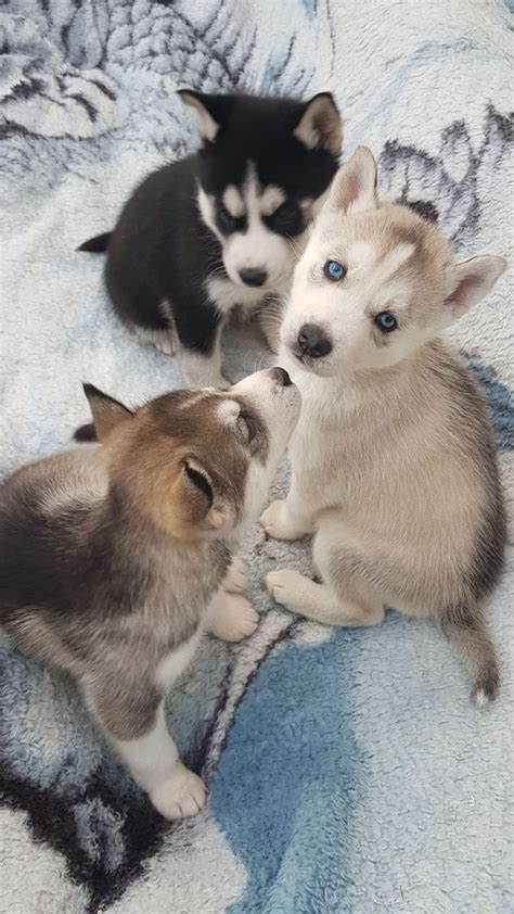 Siberian Husky X German Shepherd Puppies For Sale