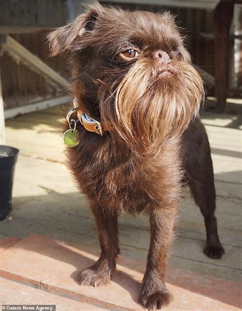 Dog Has Impressive Beard That Most Fully Grown Men Would Be Jealous Of