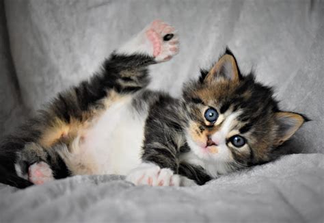 The Genetics Of Polydactyly In Maine Coon Cats