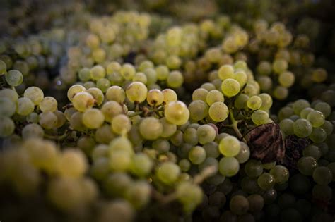 domaine rijckaert vignerons vinificateur en bourgogne