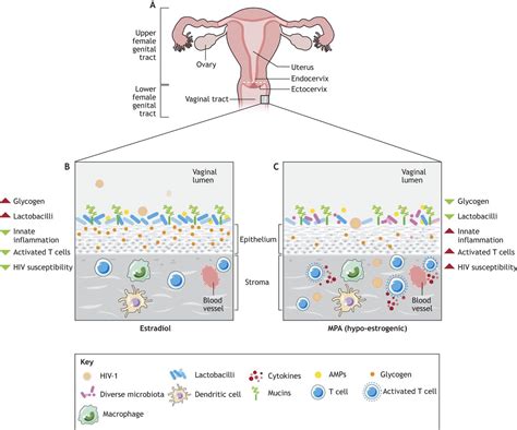The Relationship Between Sex Hormones The Vaginal Microbiome And