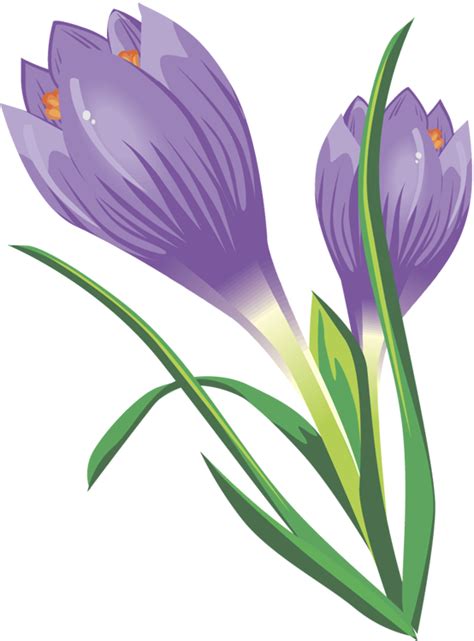 Crocuses Clipart 20 Free Cliparts Download Images On Clipground 2024