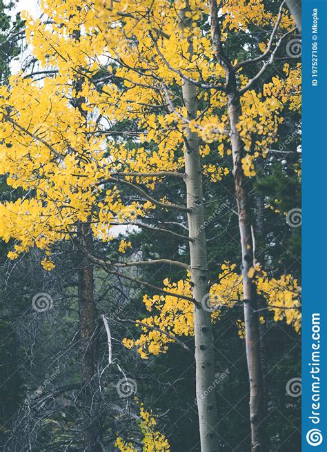 Quaking Yellow Aspen Tree Leaves In The Fall In Rocky Mountain National