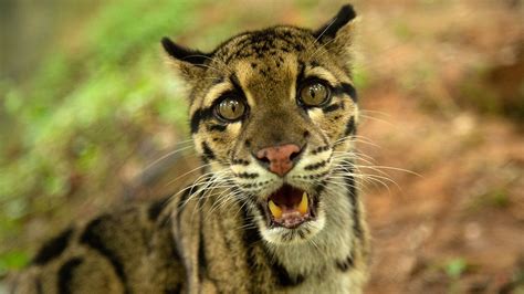 Indian Big Cats Photos Wild Cats Of India National Geographic