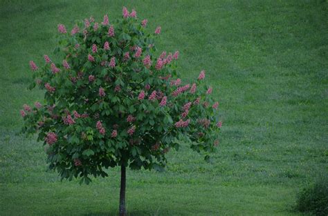 Mcnair horsechestnut is a rounded, dense crown at maturity. Pin on Yard and landscaping