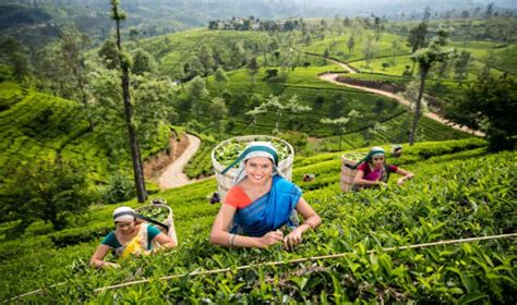 Tour A Sri Lanka Tea Estate Sri Lanka Activities Red Dot Tours