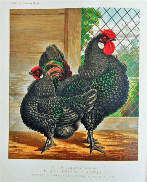 Pin On Chicken Paintings And Art