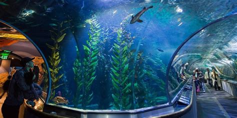 1945 Aquarium Of The Bay Visit Any Day Of 2019 Reg 28 Travelzoo