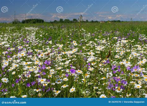 Summer Flower Field Royalty Free Stock Photos Image 2639378
