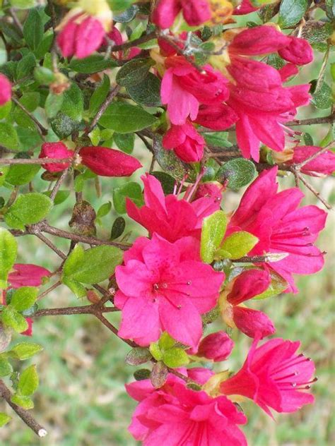 Help Identifying Red Flowering Bush In Alabama Please