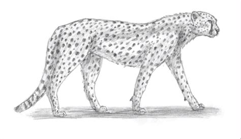 In this instructional exercise, i will tell you the best. How to Draw a Cheetah Step by Step #Cheetah #draw