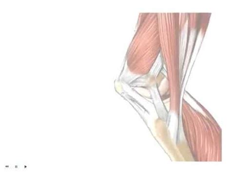 Here is a llist of common. Chapter 13: Tendons vs. Ligaments - What's the Difference ...