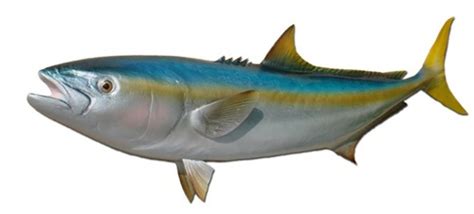 It is easily recognised by the brilliant yellow tail ﬁn and a brass coloured stripe that runs along the median line on each side. Buy California Yellowtail Fish Replica 39in - Model Ships